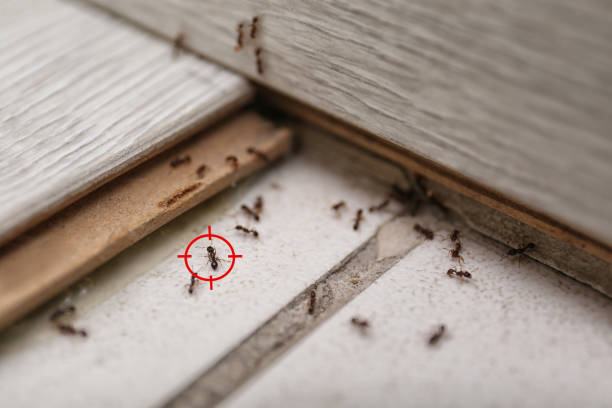 Best Best Pest Control Companies  in Fairfield University, CT