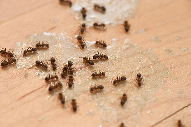 Best Emergency Pest Control  in Fairfield University, CT